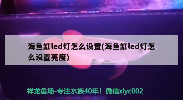 海鱼缸led灯怎么设置(海鱼缸led灯怎么设置亮度) 观赏虾蟹等饲料