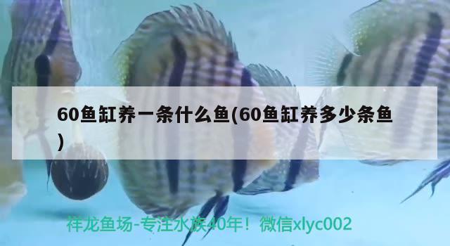 60鱼缸养一条什么鱼(60鱼缸养多少条鱼)