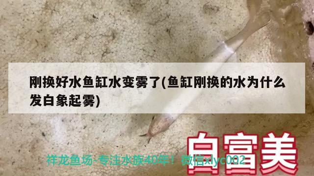 刚换好水鱼缸水变雾了(鱼缸刚换的水为什么发白象起雾)