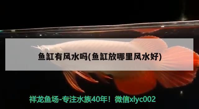 六角龙鱼水深50公分可以吗(六角恐龙鱼水深50的地方吗) 南美异型鱼