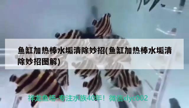 2020贵州省分类招生可以报省外吗，贵州分类招生面试没有身份证咋办 观赏鱼 第1张