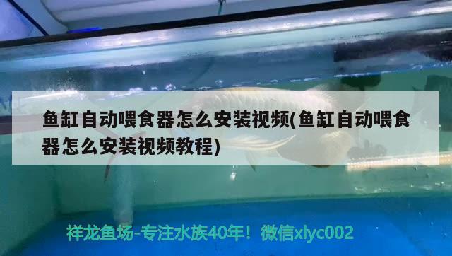 鱼缸自动喂食器怎么安装视频(鱼缸自动喂食器怎么安装视频教程)