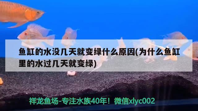 鱼缸的水没几天就变绿什么原因(为什么鱼缸里的水过几天就变绿) 观赏鱼水族批发市场