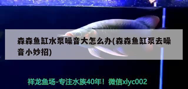 森森鱼缸水泵噪音大怎么办(森森鱼缸泵去噪音小妙招) 鱼缸水泵