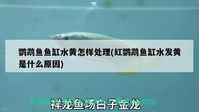 鹦鹉鱼鱼缸水黄怎样处理(红鹦鹉鱼缸水发黄是什么原因) 鹦鹉鱼