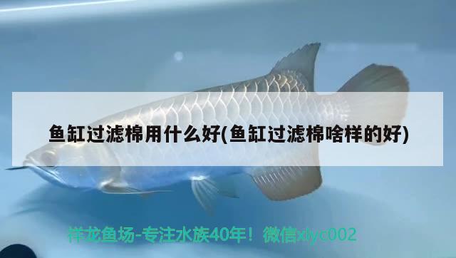 鱼缸过滤棉用什么好(鱼缸过滤棉啥样的好) 其它水族用具设备