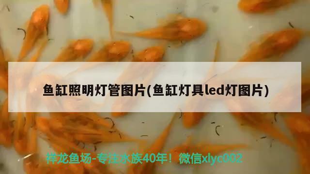 鱼缸照明灯管图片(鱼缸灯具led灯图片) 观赏鱼