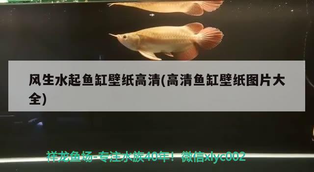 风生水起鱼缸壁纸高清(高清鱼缸壁纸图片大全)