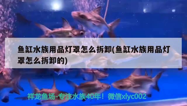 鱼缸水族用品灯罩怎么拆卸(鱼缸水族用品灯罩怎么拆卸的)