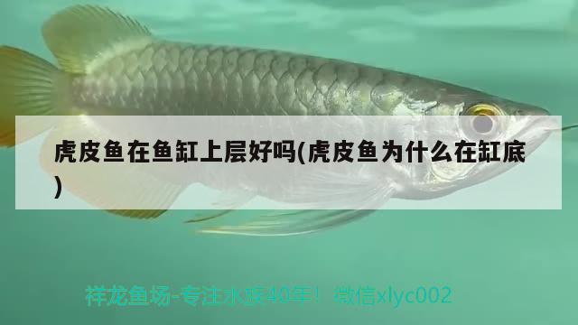 红鳍金月光鱼：牡丹鱼是月光鱼吗 观赏鱼 第1张