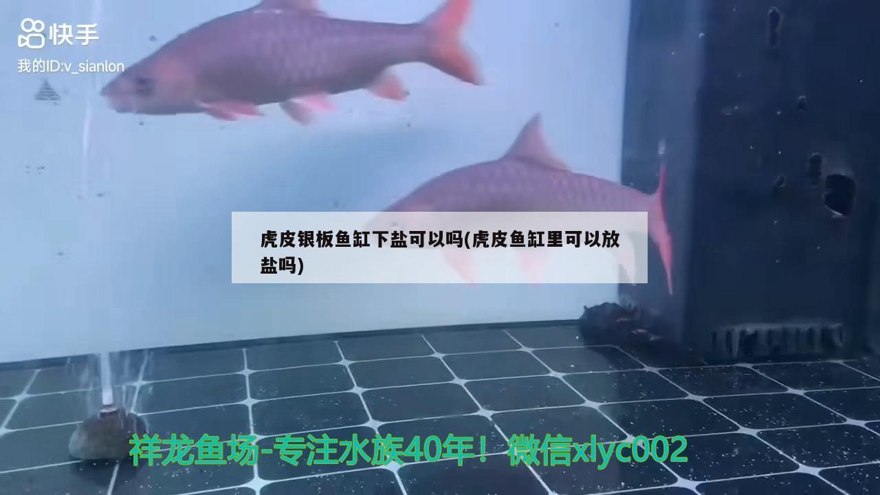 虎皮银板鱼缸下盐可以吗(虎皮鱼缸里可以放盐吗) 豹纹夫鱼苗