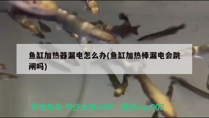 鱼缸加热器漏电怎么办(鱼缸加热棒漏电会跳闸吗) 银龙鱼