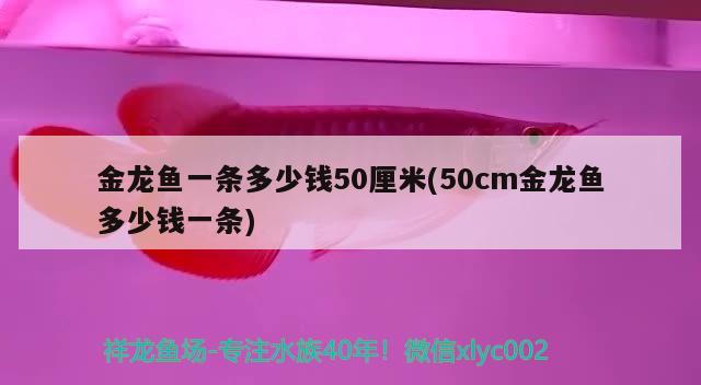 金龙鱼一条多少钱50厘米(50cm金龙鱼多少钱一条)