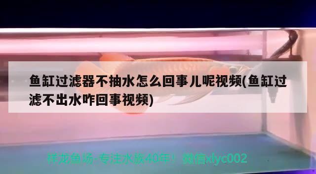 鱼缸过滤器不抽水怎么回事儿呢视频(鱼缸过滤不出水咋回事视频)