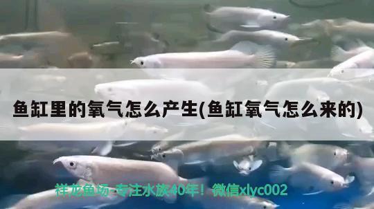 鱼缸里的氧气怎么产生(鱼缸氧气怎么来的) 黄金鸭嘴鱼 第1张