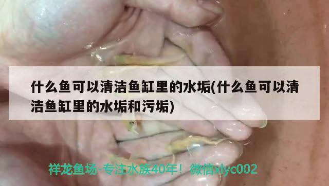 鱼缸玻璃胶哪个品牌好（鱼缸用的玻璃胶是什么型号）