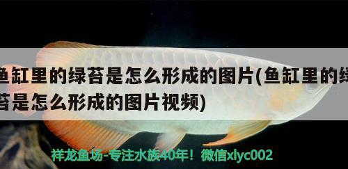 鱼缸里的绿苔是怎么形成的图片(鱼缸里的绿苔是怎么形成的图片视频)