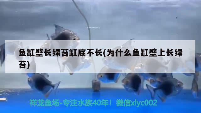 鱼缸壁长绿苔缸底不长(为什么鱼缸壁上长绿苔) 胭脂孔雀龙鱼