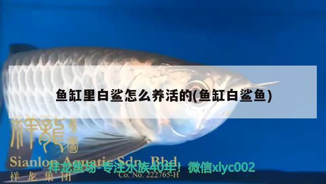 鱼缸里白鲨怎么养活的(鱼缸白鲨鱼) 非洲金鼓鱼