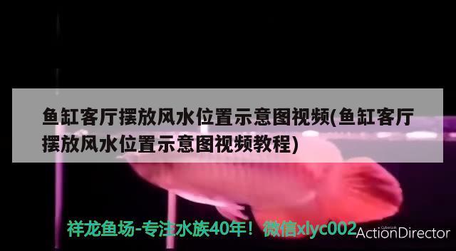 鱼缸客厅摆放风水位置示意图视频(鱼缸客厅摆放风水位置示意图视频教程) 鱼缸风水