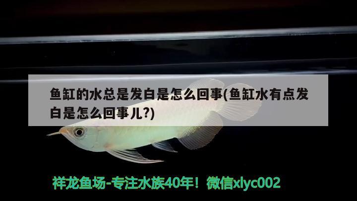 鱼缸的水总是发白是怎么回事(鱼缸水有点发白是怎么回事儿?) 大嘴鲸鱼