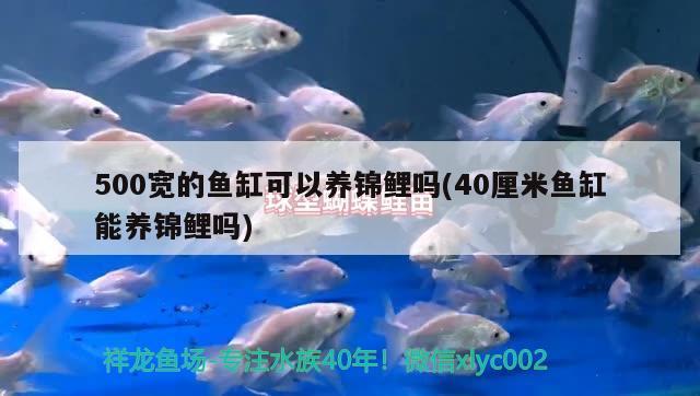 500宽的鱼缸可以养锦鲤吗(40厘米鱼缸能养锦鲤吗)