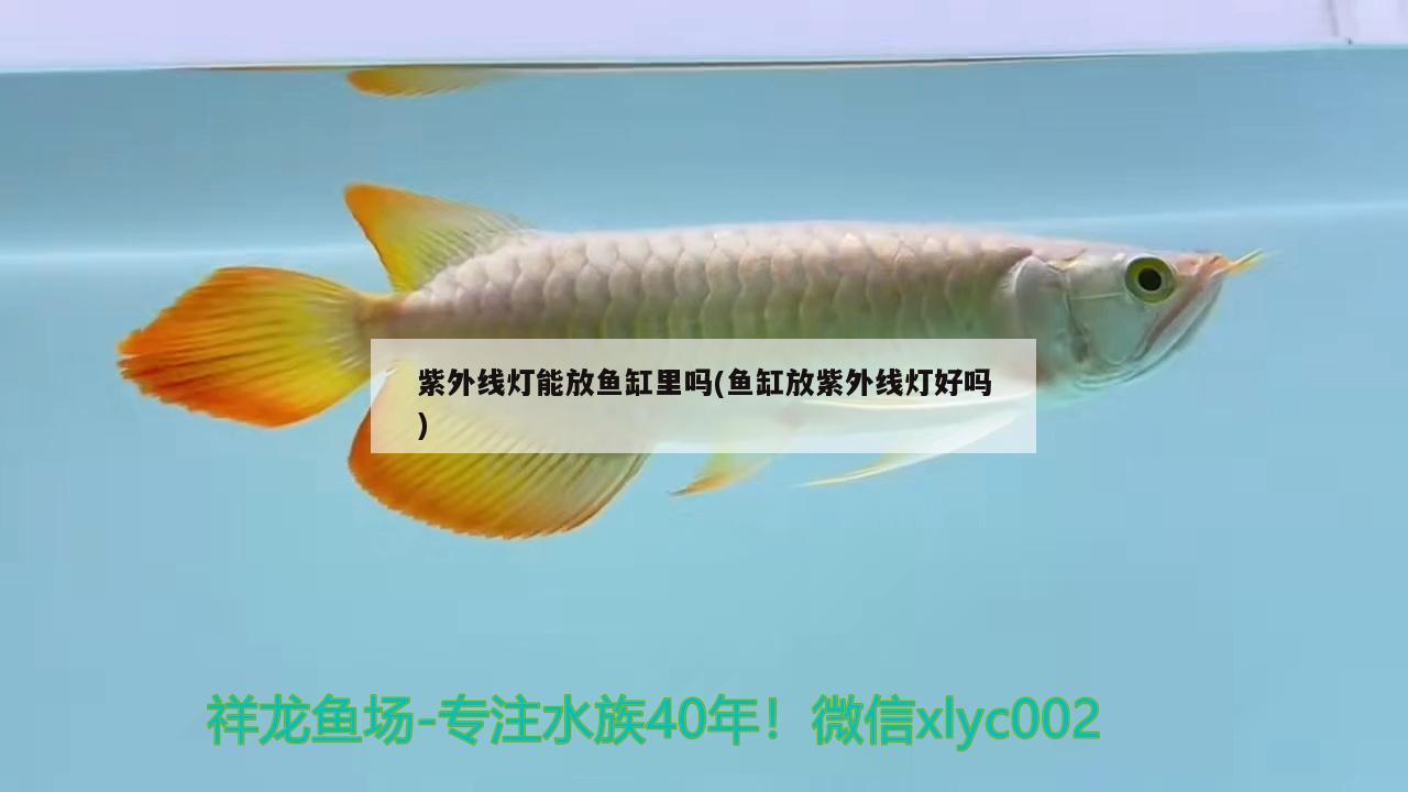 宜春水族批发市场在哪里进货便宜呢（武宁兴业装修） 女王大帆鱼 第1张