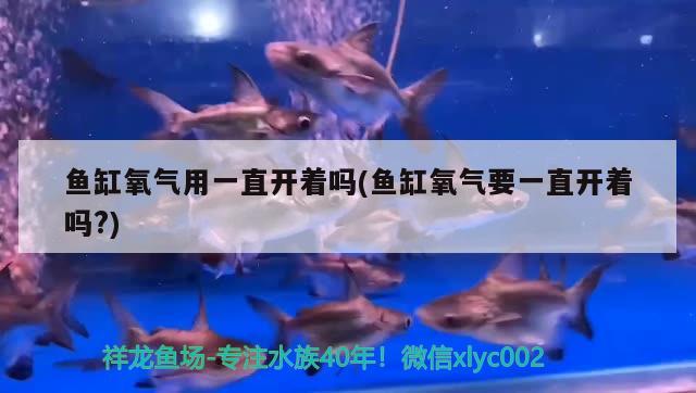 鱼缸氧气用一直开着吗(鱼缸氧气要一直开着吗?) 红老虎鱼