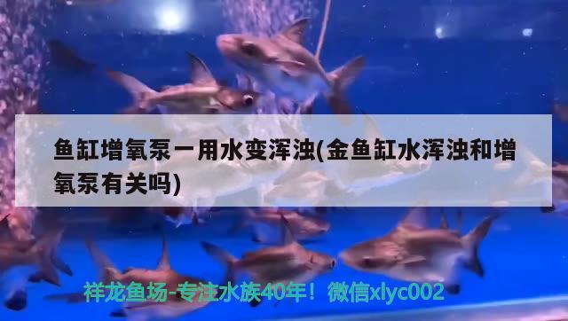 鱼缸增氧泵一用水变浑浊(金鱼缸水浑浊和增氧泵有关吗) 双线侧鱼