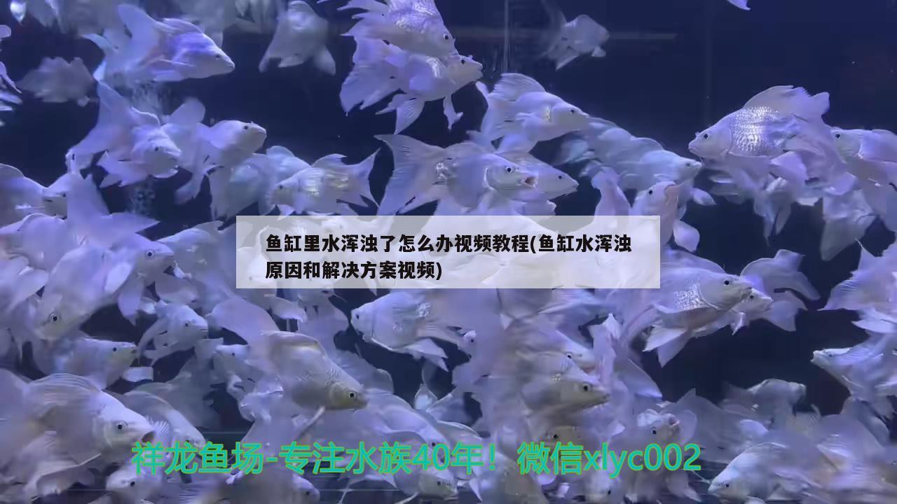 鱼缸里水浑浊了怎么办视频教程(鱼缸水浑浊原因和解决方案视频) 新加坡号半红龙鱼（练手级红龙鱼）