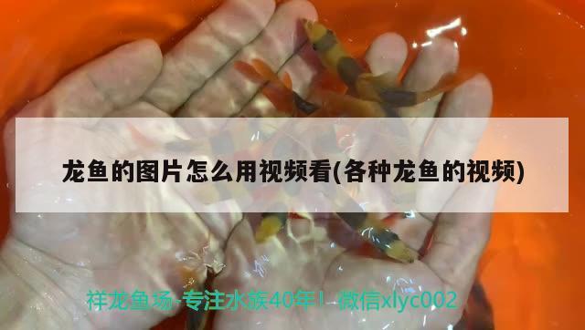 红眼恐龙鱼吃什么（红眼恐龙鱼简介） 祥龙水族滤材/器材 第5张