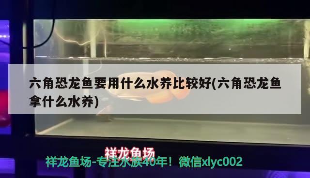 六角恐龙鱼要用什么水养比较好(六角恐龙鱼拿什么水养) 祥龙水族滤材/器材