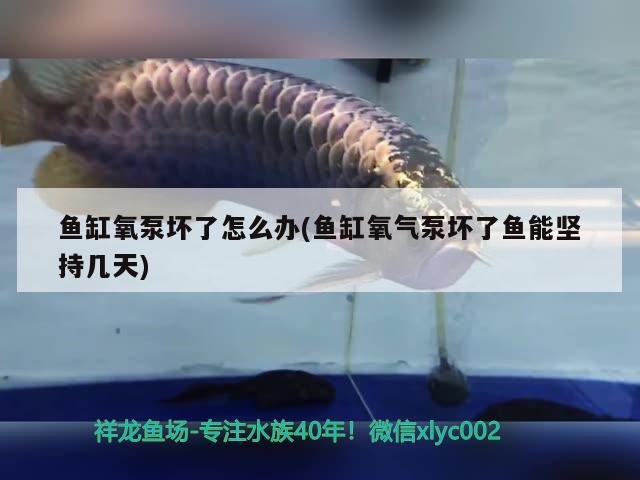 鱼缸氧泵坏了怎么办(鱼缸氧气泵坏了鱼能坚持几天)