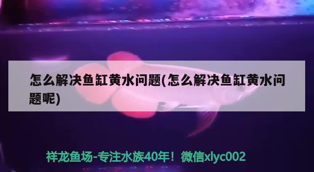 怎么解决鱼缸黄水问题(怎么解决鱼缸黄水问题呢) 撒旦鸭嘴鱼