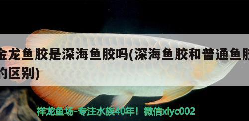 金龙鱼胶是深海鱼胶吗(深海鱼胶和普通鱼胶的区别)