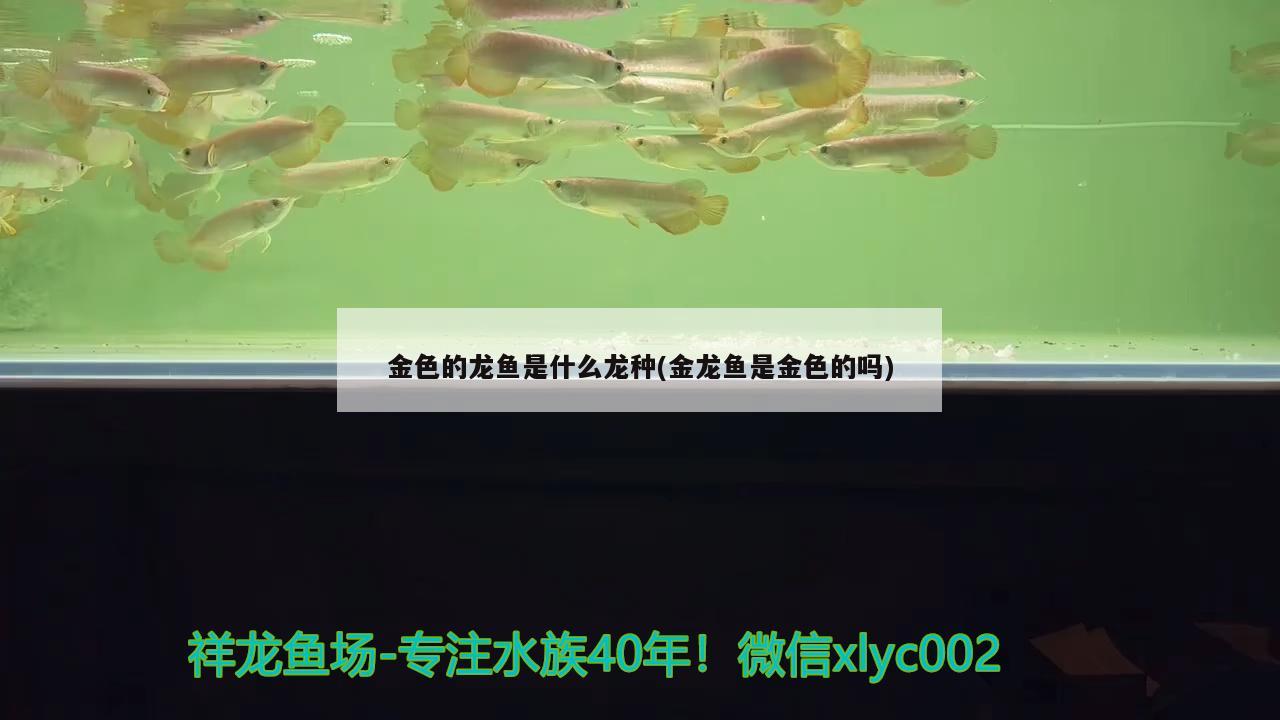 金色的龙鱼是什么龙种(金龙鱼是金色的吗) 罗汉鱼批发