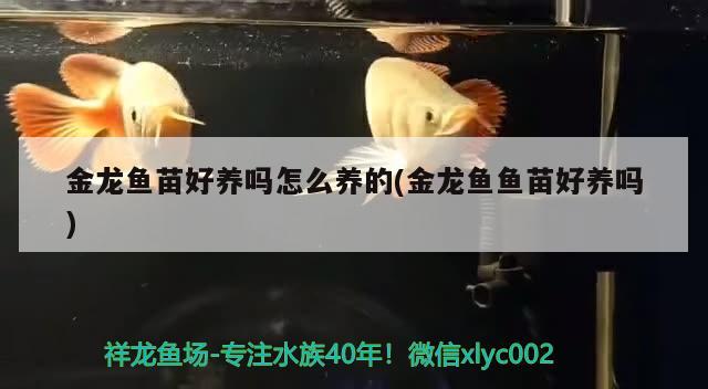 鹦鹉鱼缸里有白色絮状物怎么回事视频(鹦鹉鱼身上有白色絮状物是什么病) 鹦鹉鱼