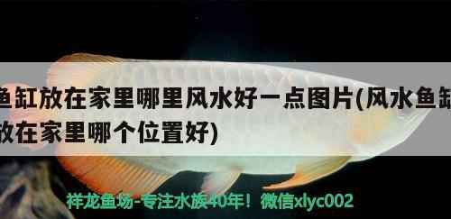 鱼缸放在家里哪里风水好一点图片(风水鱼缸放在家里哪个位置好)