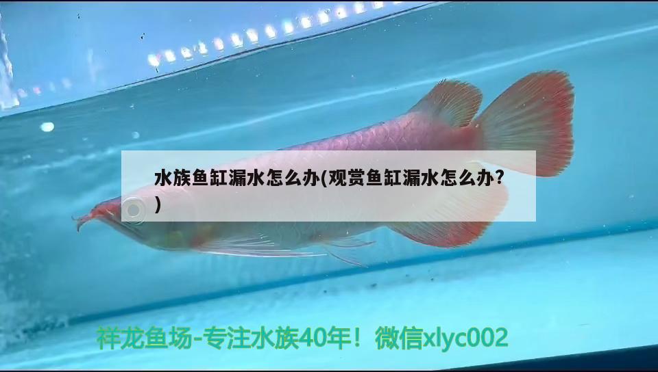 水族鱼缸漏水怎么办(观赏鱼缸漏水怎么办?) 其他益生菌