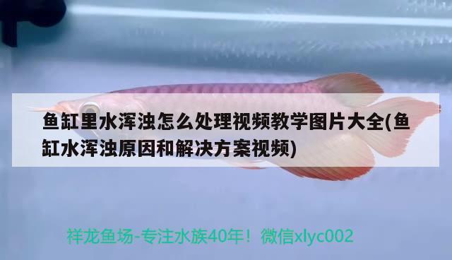 鱼缸里水浑浊怎么处理视频教学图片大全(鱼缸水浑浊原因和解决方案视频)