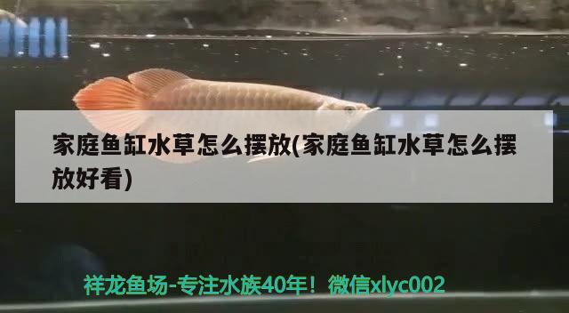 齐齐哈尔水族批发市场在哪个位置呀电话的简单介绍 养鱼知识 第2张