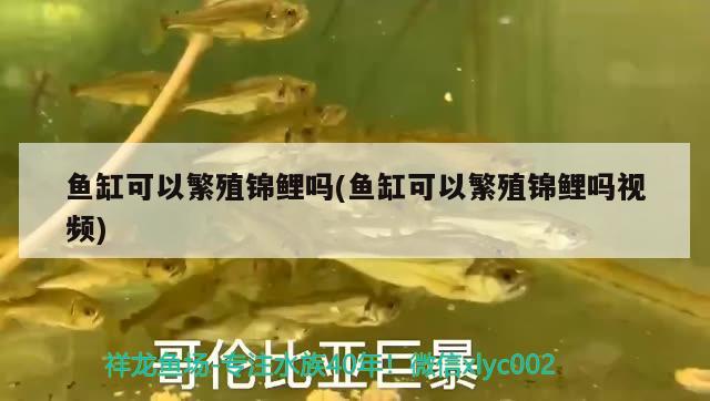 鱼缸可以繁殖锦鲤吗(鱼缸可以繁殖锦鲤吗视频) 银古鱼苗 第2张