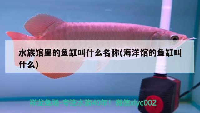 水族馆里的鱼缸叫什么名称(海洋馆的鱼缸叫什么) 金头过背金龙鱼