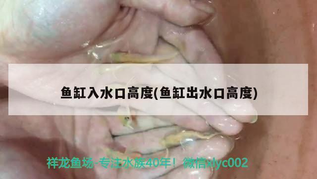 鱼缸入水口高度(鱼缸出水口高度) 观赏鱼