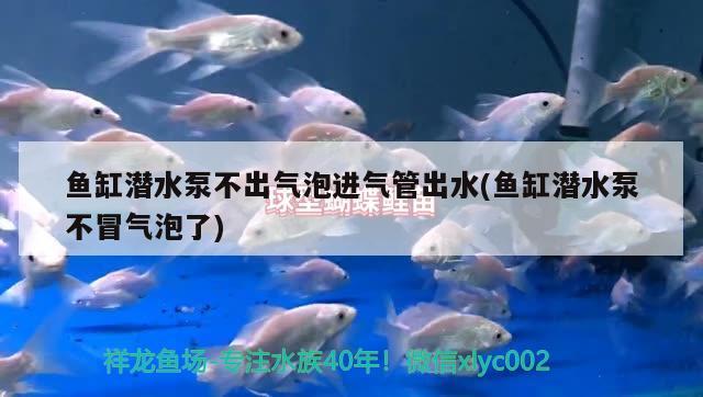 鱼缸潜水泵不出气泡进气管出水(鱼缸潜水泵不冒气泡了) 绿皮皇冠豹鱼