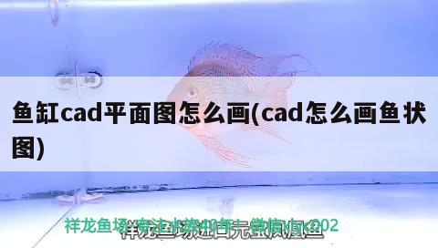 鱼缸cad平面图怎么画(cad怎么画鱼状图) 进口元宝凤凰鱼