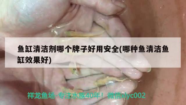 鱼缸清洁剂哪个牌子好用安全(哪种鱼清洁鱼缸效果好)