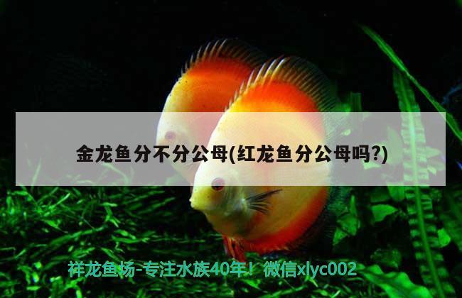 金龙鱼分不分公母(红龙鱼分公母吗?) 祥龙水族滤材/器材