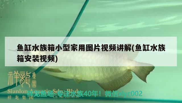 随州水族批发市场都在哪里？（随州鱼市场） 养鱼知识 第3张