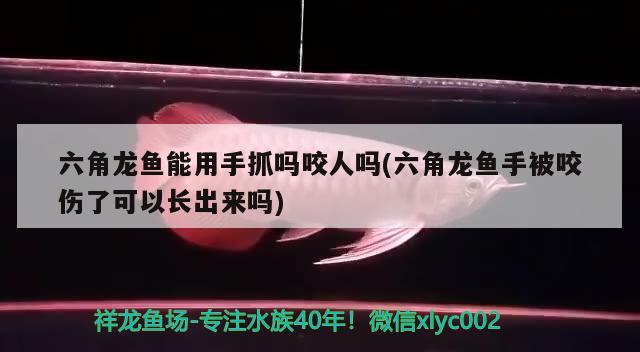 六角龙鱼能用手抓吗咬人吗(六角龙鱼手被咬伤了可以长出来吗)